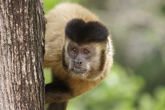Macaco Prego de Barriga Amarela