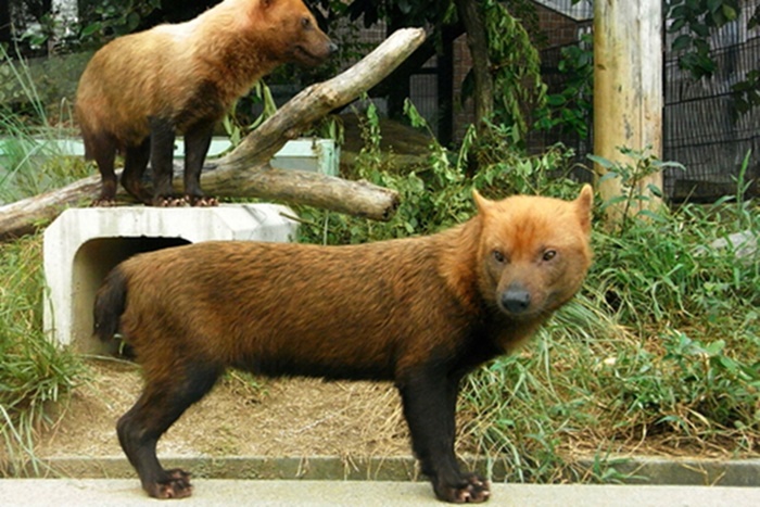 Desenho de macaco, macaco preto, mamífero, animais, gato Como